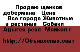 Продаю щенков добермана › Цена ­ 45 000 - Все города Животные и растения » Собаки   . Адыгея респ.,Майкоп г.